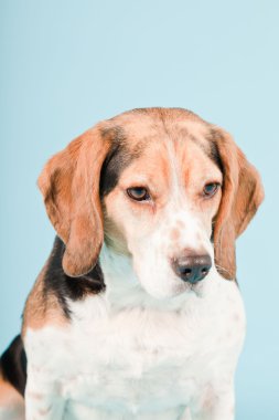 Stüdyo portre açık mavi renkli izole Beagle