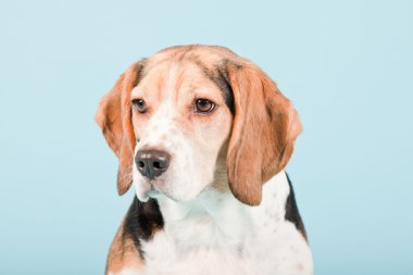 Stüdyo portre açık mavi renkli izole Beagle