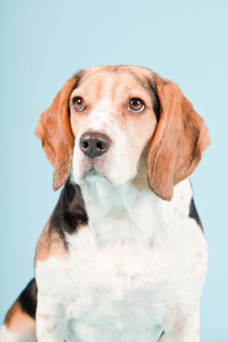 Stüdyo portre açık mavi renkli izole Beagle