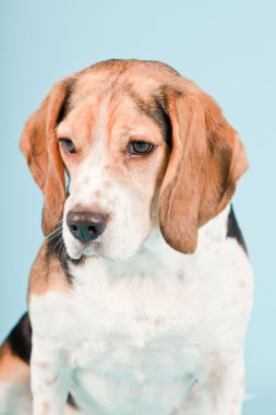 Stüdyo portre açık mavi renkli izole Beagle