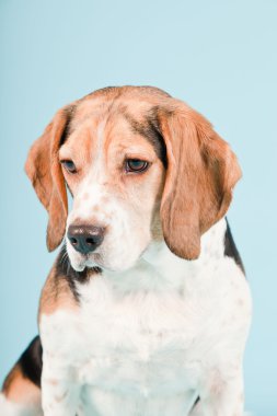 Stüdyo portre açık mavi renkli izole Beagle