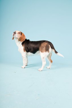 Stüdyo portre açık mavi renkli izole Beagle