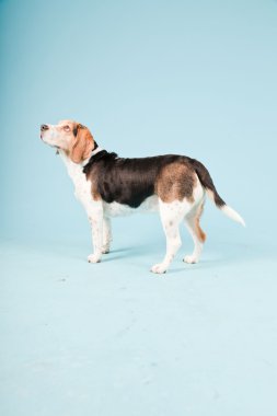 Stüdyo portre açık mavi renkli izole Beagle