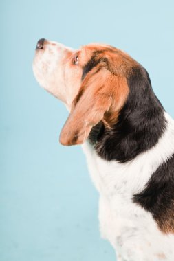 Stüdyo portre açık mavi renkli izole Beagle