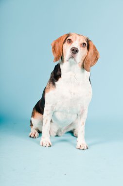 Stüdyo portre açık mavi renkli izole Beagle