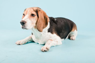 Stüdyo portre açık mavi renkli izole Beagle