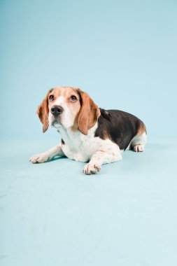 Stüdyo portre açık mavi renkli izole Beagle