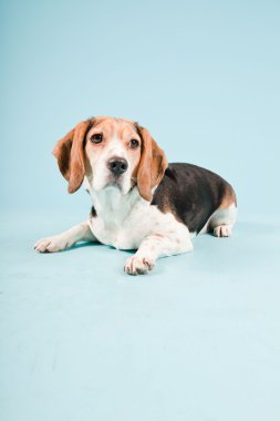 Stüdyo portre açık mavi renkli izole Beagle