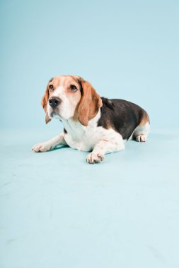 Stüdyo portre açık mavi renkli izole Beagle