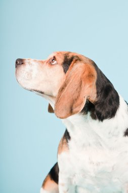 Stüdyo portre açık mavi renkli izole Beagle