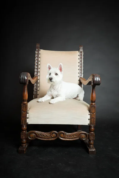 Branco Westhighland westie terrier na cadeira isolada no fundo preto — Fotografia de Stock