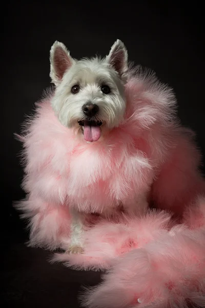 stock image White Westhighland westie terrier with pink boa isolated on black background