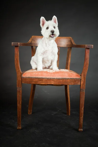 Vit westhighland westie terrier på stol isolerad på svart bakgrund — Stockfoto