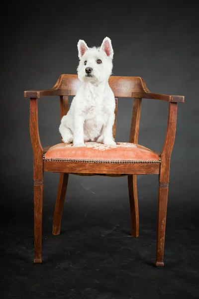 Siyah arka plan üzerine izole sandalye üzerinde beyaz westhighland westie terrier — Stok fotoğraf