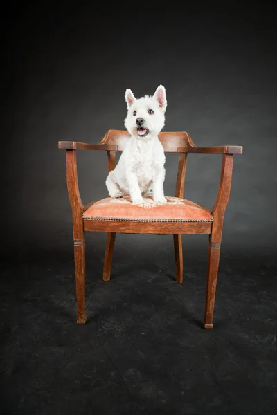 Blanco Westhighland westie terrier en silla aislada sobre fondo negro — Foto de Stock