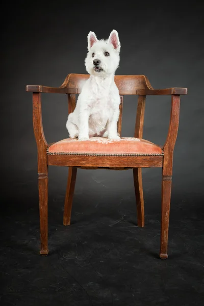 Blanco Westhighland westie terrier en silla aislada sobre fondo negro — Foto de Stock