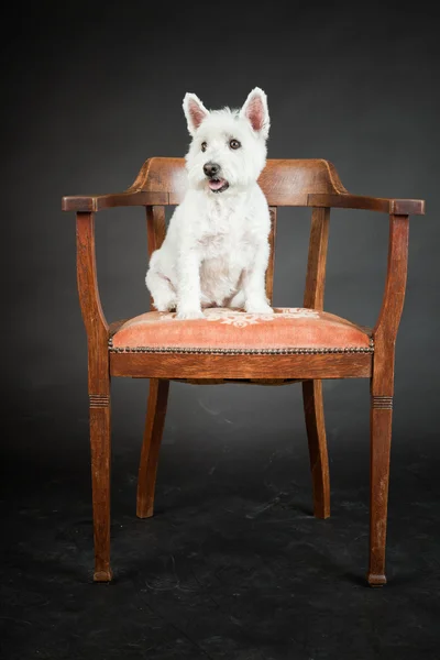 Weiße Westhighland Westie Terrier auf Stuhl isoliert auf schwarzem Hintergrund — Stockfoto