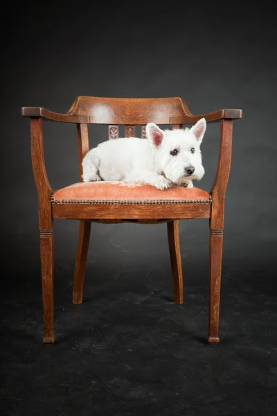 Blanco Westhighland westie terrier en silla aislada sobre fondo negro —  Fotos de Stock
