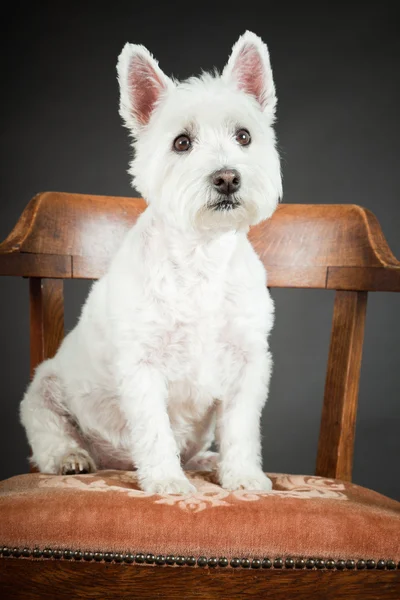 Siyah arka plan üzerine izole sandalye üzerinde beyaz westhighland westie terrier — Stockfoto