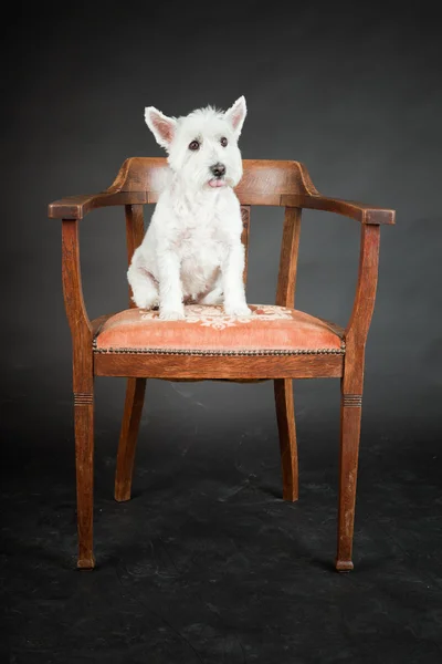 Branco Westhighland westie terrier na cadeira isolada no fundo preto — Fotografia de Stock