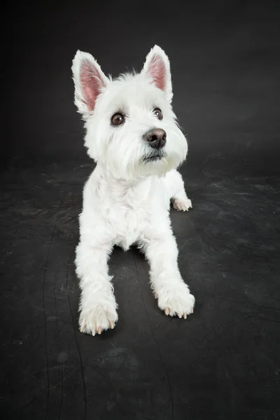 White Westhighland westie terrier isolated on black background — Stock Photo, Image