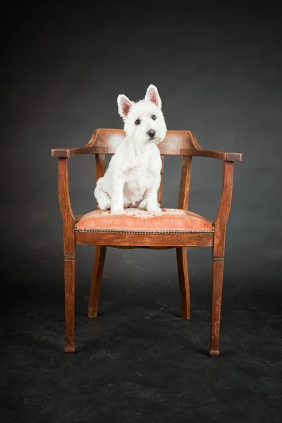 Weiße Westhighland Westie Terrier auf Stuhl isoliert auf schwarzem Hintergrund — Stockfoto
