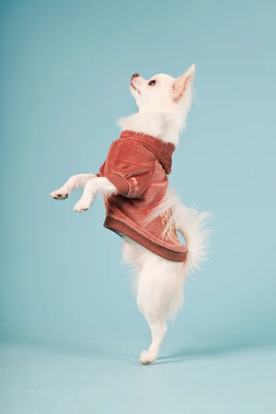 Studio muotokuva söpö valkoinen chihuahua pentu yllään punainen takki eristetty vaaleansininen tausta — kuvapankkivalokuva