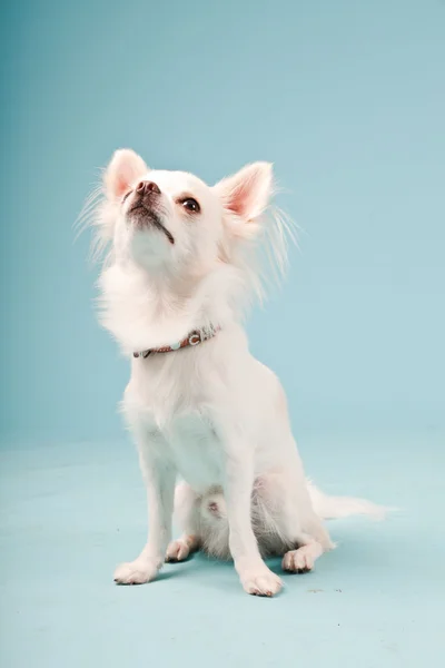 귀여운 화이트 치와와 강아지 밝은 파란색 배경에 고립의 스튜디오 초상화. — 스톡 사진