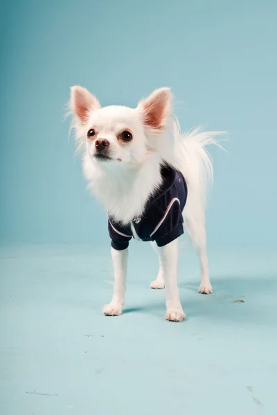 明るい青の背景に分離された黒いジャケットを着てかわいい白いチワワの子犬のスタジオ ポートレート — ストック写真