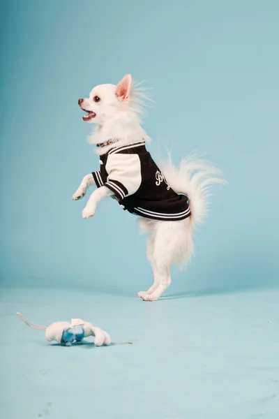 Studiový portrét roztomilé bílé čivava štěně nošení baseballovou bundu izolovaných na světle modrém pozadí — Stock fotografie