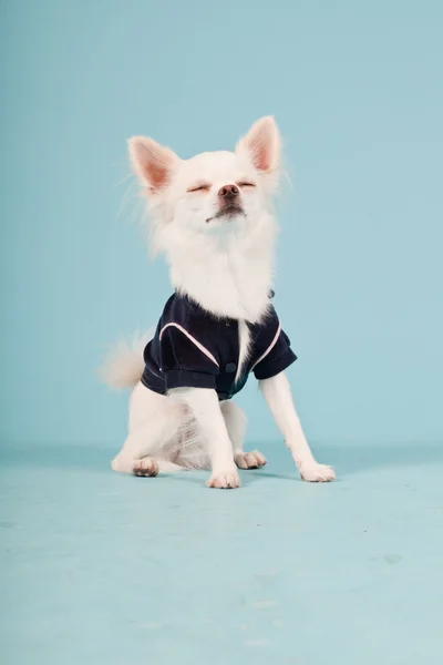 밝은 파란색 배경에 검은 재킷을 입고 화이트 치와와 귀여운 강아지의 스튜디오 초상화 절연 — 스톡 사진