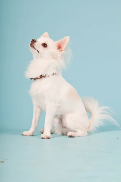 明るい青の背景に分離されたかわいい白いチワワの子犬のスタジオ ポートレート. — ストック写真