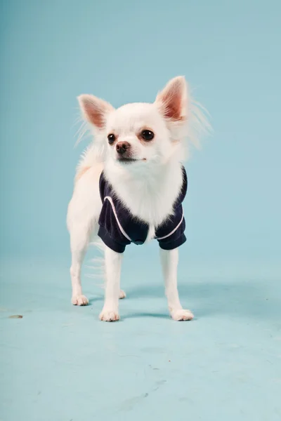 明るい青の背景に分離された黒いジャケットを着てかわいい白いチワワの子犬のスタジオ ポートレート — ストック写真