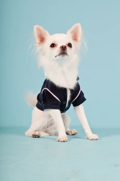 Studio portrait of cute white chihuahua puppy wearing black jacket isolated on light blue background — Stock Photo, Image