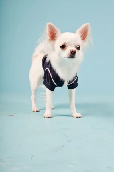 Studioporträt des niedlichen weißen Chihuahua-Welpen mit schwarzer Jacke auf hellblauem Hintergrund — Stockfoto