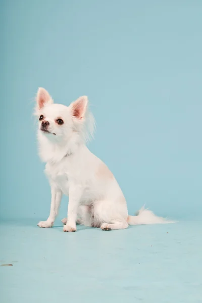 귀여운 화이트 치와와 강아지 밝은 파란색 배경에 고립의 스튜디오 초상화. — Stock Fotó