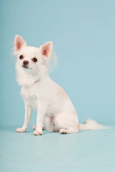 Estúdio retrato de cachorro chihuahua branco bonito isolado no fundo azul claro . — Fotografia de Stock