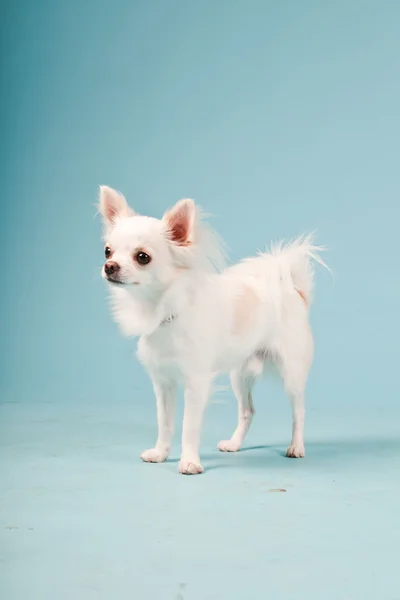 Stüdyo portre sevimli beyaz chihuahua köpek açık mavi renkli izole. — Stok fotoğraf