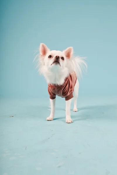可爱的白色吉娃娃小狗身穿红色外套的工作室肖像孤立在淡蓝色背景 — 图库照片