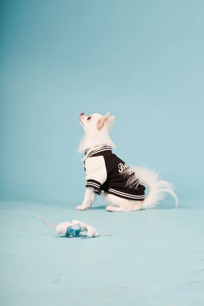 Studio portrait of cute white chihuahua puppy wearing baseball jacket isolated on light blue background — Stock Photo, Image