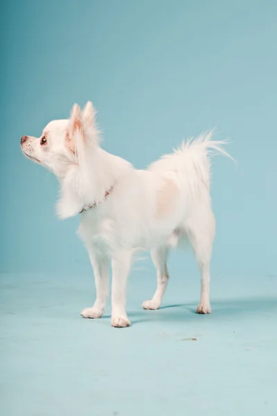 Retrato de estudio de lindo cachorro chihuahua blanco aislado sobre fondo azul claro . —  Fotos de Stock