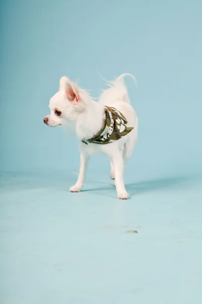 Studio portret van schattig wit chihuahua pup dragen leger jas geïsoleerd op lichte blauwe achtergrond — Stockfoto