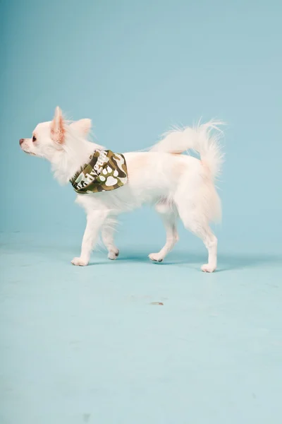 Studio portrait of cute white chihuahua puppy wearing army jacket isolated on light blue background — Stock Photo, Image