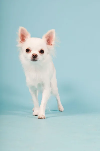 Stüdyo portre sevimli beyaz chihuahua köpek açık mavi renkli izole. — Stok fotoğraf