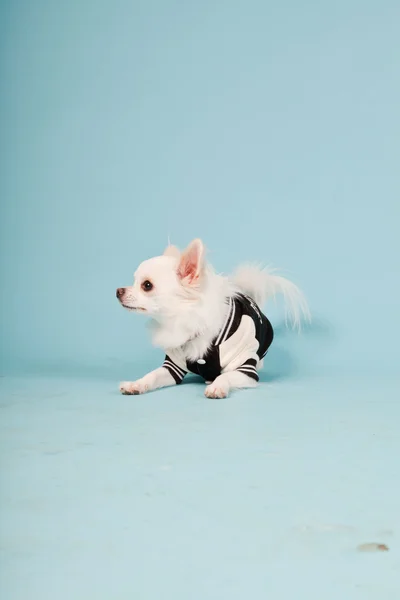 Estúdio retrato de cachorro chihuahua branco bonito usando jaqueta de beisebol isolado no fundo azul claro — Fotografia de Stock