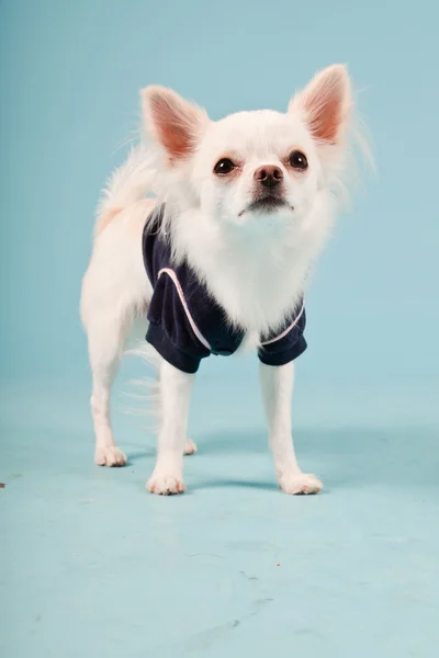 Studio portrait of cute white chihuahua puppy wearing black jacket isolated on light blue background — Stock Photo, Image
