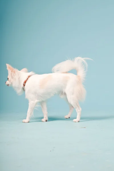 Studioporträt des niedlichen weißen Chihuahua-Welpen isoliert auf hellblauem Hintergrund. — Stockfoto