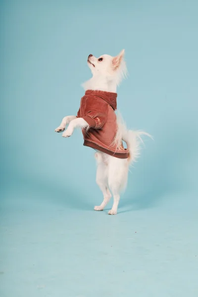 Studio ritratto di carino bianco chihuahua cucciolo indossare giacca rossa isolato su sfondo azzurro — Foto Stock