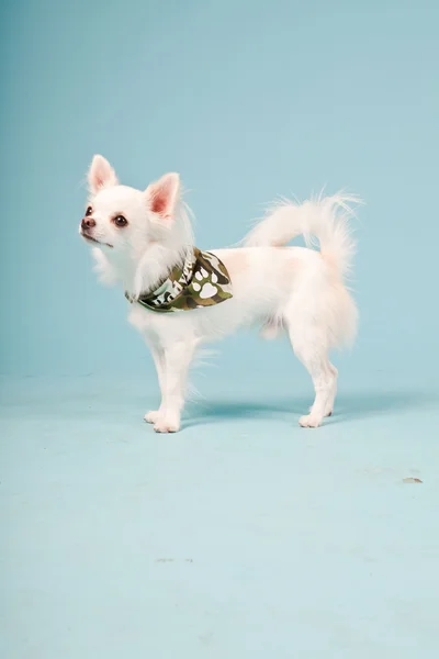 Studioporträt des niedlichen weißen Chihuahua-Welpen mit Armeejacke isoliert auf hellblauem Hintergrund — Stockfoto