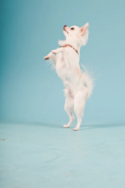Studioporträt des niedlichen weißen Chihuahua-Welpen isoliert auf hellblauem Hintergrund. — Stockfoto